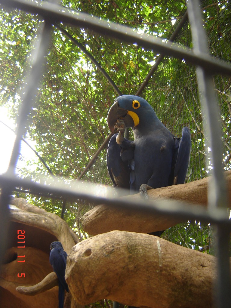 Foto: Parque das Aves. - Foz do Iguazú (Paraná), Brasil