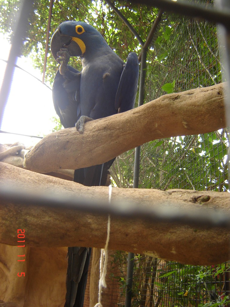 Foto: Parque das Aves. - Foz do Iguazú (Paraná), Brasil