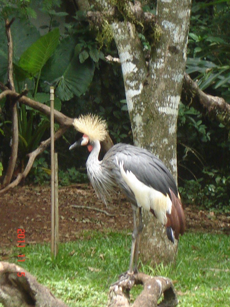Foto: Parque das Aves. - Foz do Iguazú (Paraná), Brasil