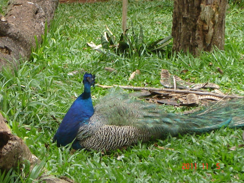 Foto: Parque das Aves. - Foz do Iguazú (Paraná), Brasil