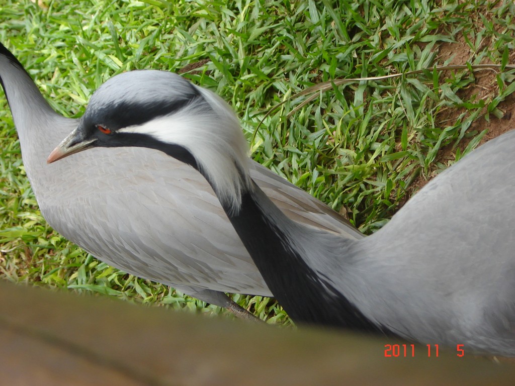 Foto: Parque das Aves. - Foz do Iguazú (Paraná), Brasil