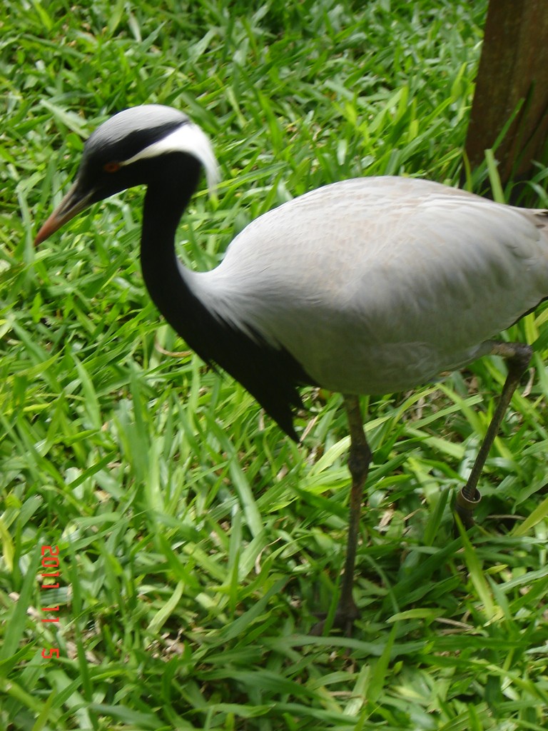 Foto: Parque das Aves. - Foz do Iguazú (Paraná), Brasil
