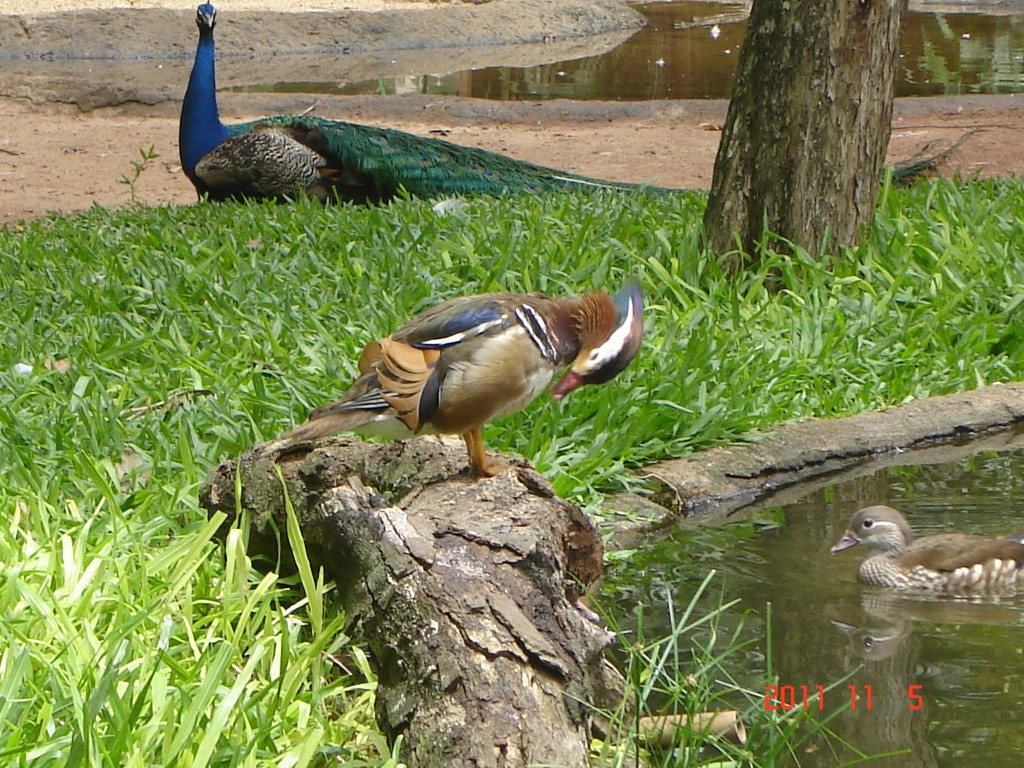 Foto: Parque das Aves. - Foz do Iguazú (Paraná), Brasil