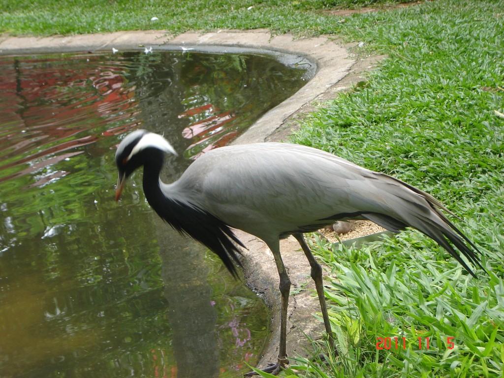 Foto: Parque das Aves. - Foz do Iguazú (Paraná), Brasil