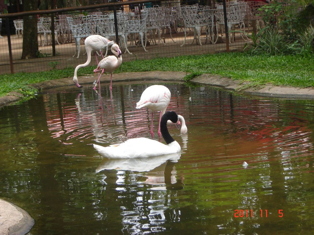 Foto: Parque das Aves. - Foz do Iguazú (Paraná), Brasil