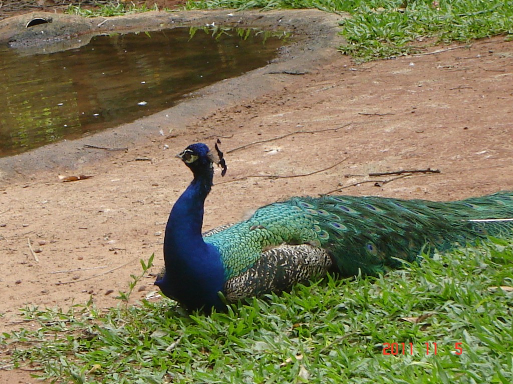 Foto: Parque das Aves. - Foz do Iguazú (Paraná), Brasil