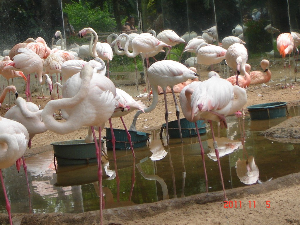 Foto: Parque das Aves. - Foz do Iguazú (Paraná), Brasil