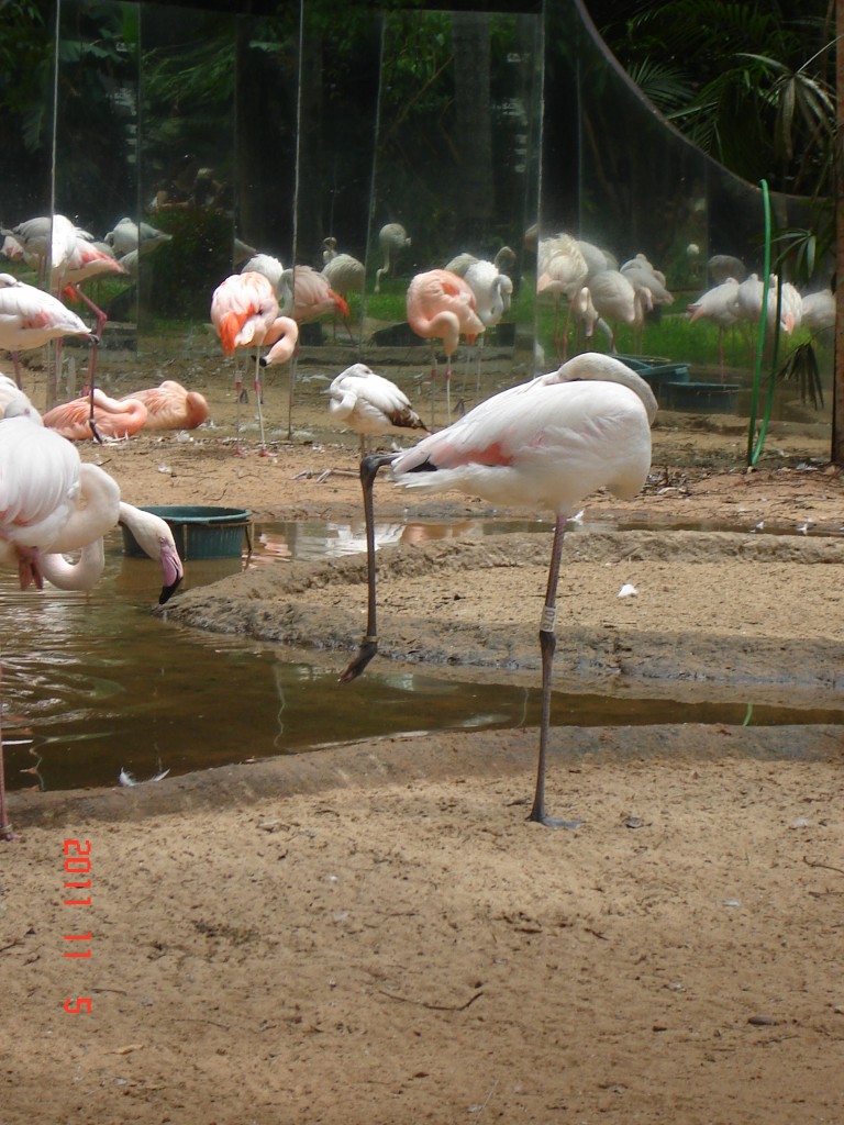 Foto: Parque das Aves. - Foz do Iguazú (Paraná), Brasil