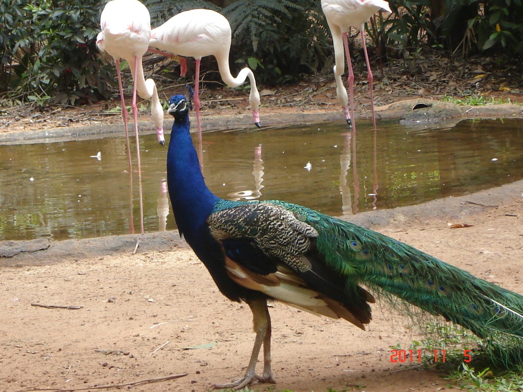 Foto: Parque das Aves. - Foz do Iguazú (Paraná), Brasil