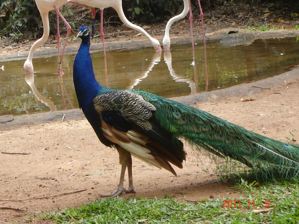 Foto: Parque das Aves. - Foz do Iguazú (Paraná), Brasil