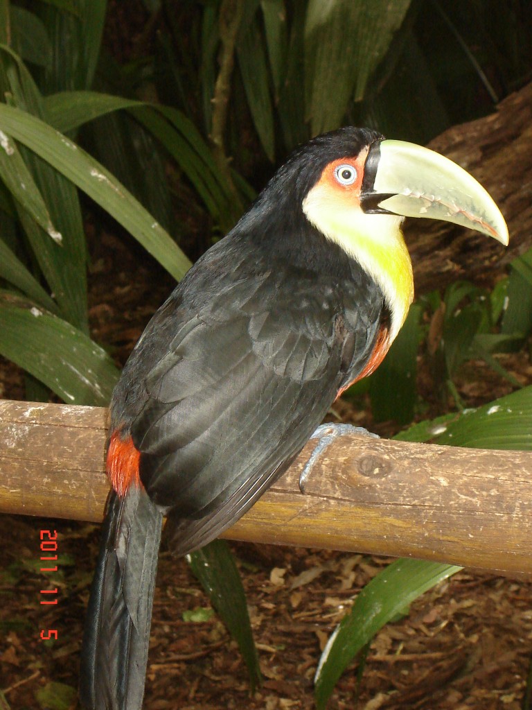 Foto: Parque das Aves. - Foz do Iguazú (Paraná), Brasil
