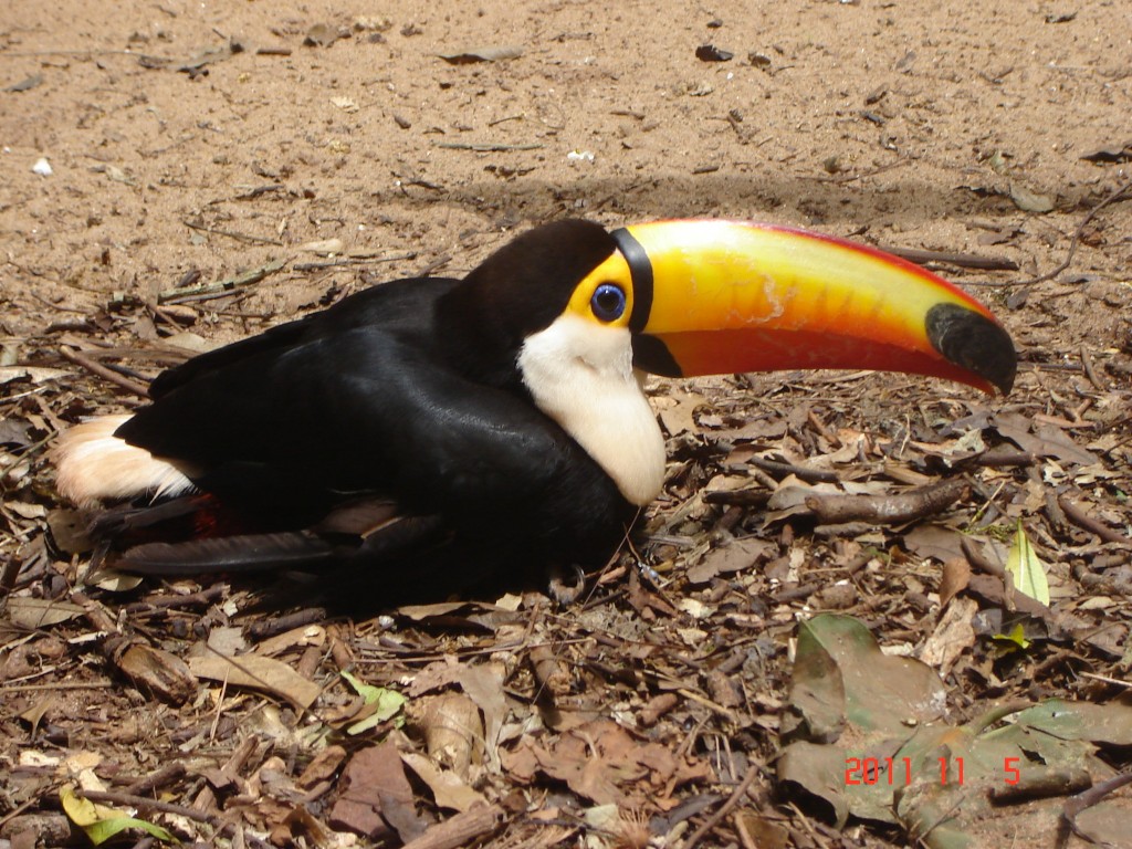 Foto: Parque das Aves. - Foz do Iguazú (Paraná), Brasil