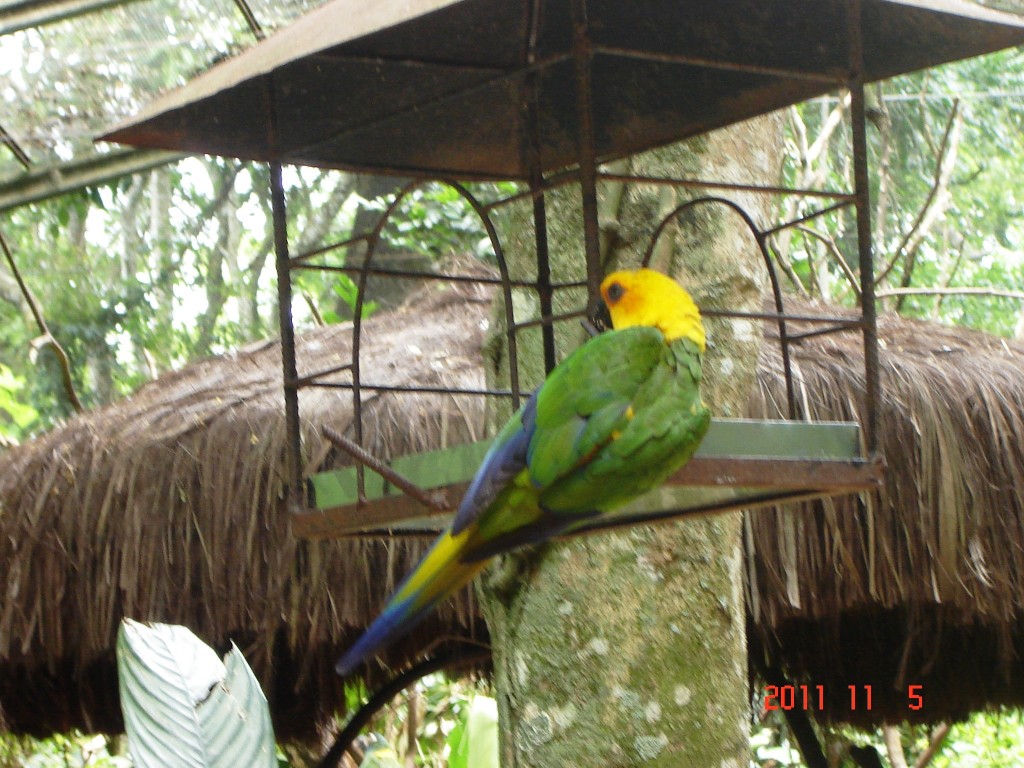 Foto: Parque das Aves. - Foz do Iguazú (Paraná), Brasil