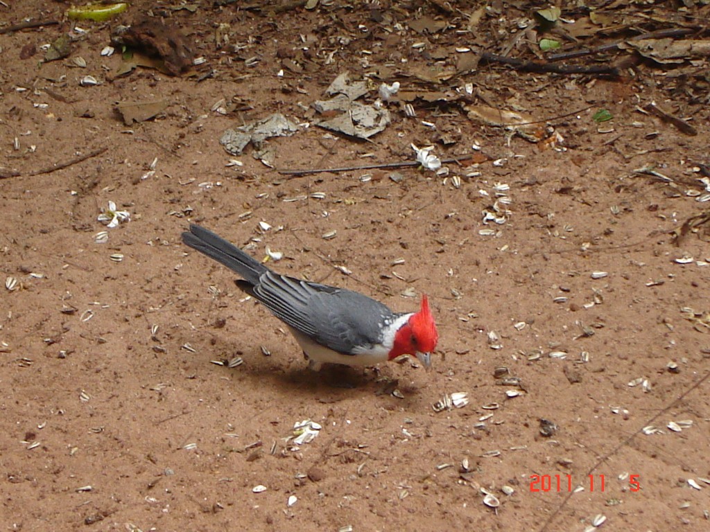 Foto: Parque das Aves. - Foz do Iguazú (Paraná), Brasil