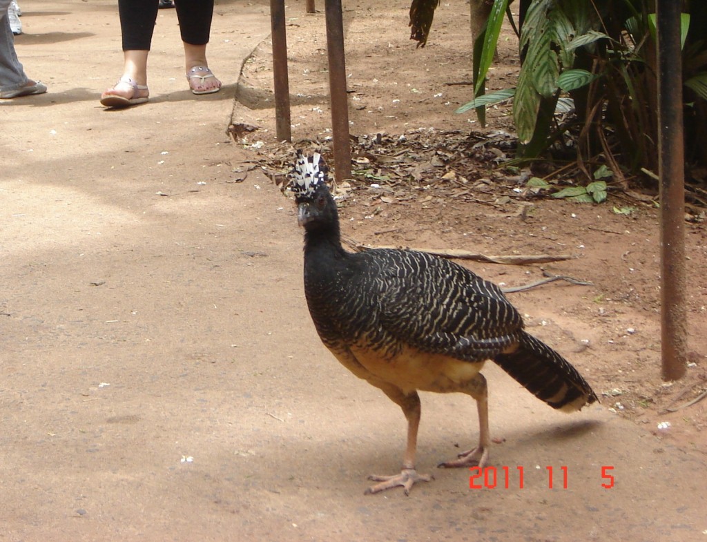 Foto: Parque das Aves. - Foz do Iguazú (Paraná), Brasil