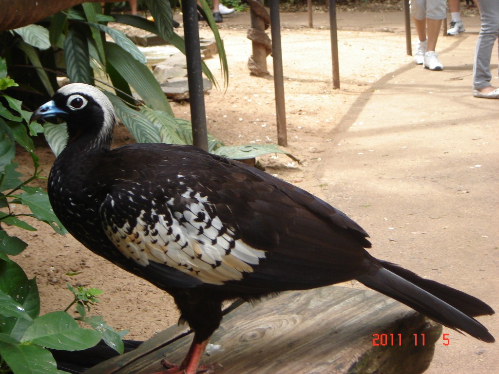 Foto: Parque das Aves. - Foz do Iguazú (Paraná), Brasil