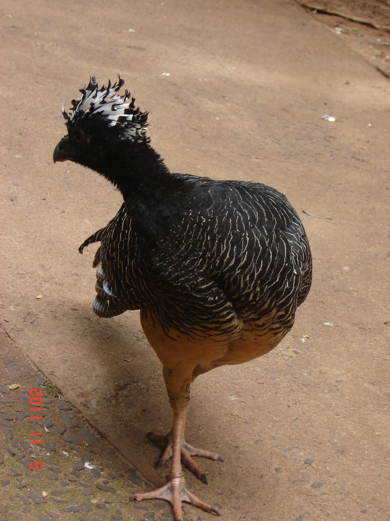 Foto: Parque das Aves. - Foz do Iguazú (Paraná), Brasil