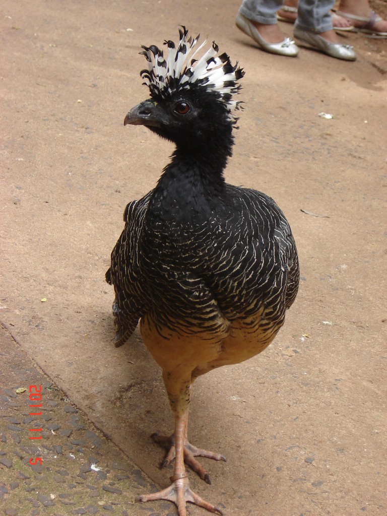 Foto: Parque das Aves. - Foz do Iguazú (Paraná), Brasil
