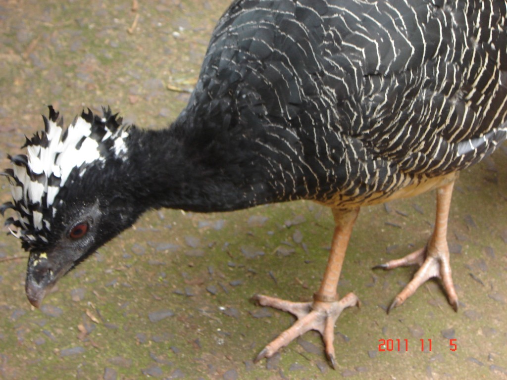 Foto: Parque das Aves. - Foz do Iguazú (Paraná), Brasil