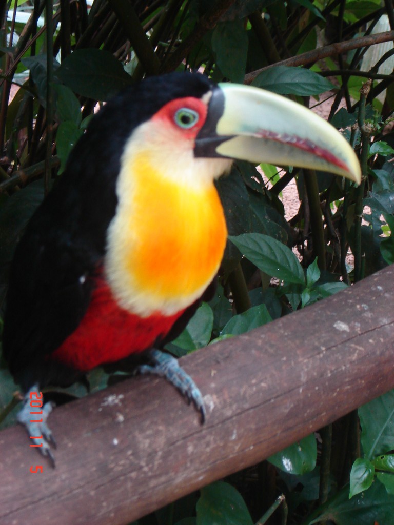 Foto: Parque das Aves. - Foz do Iguazú (Paraná), Brasil