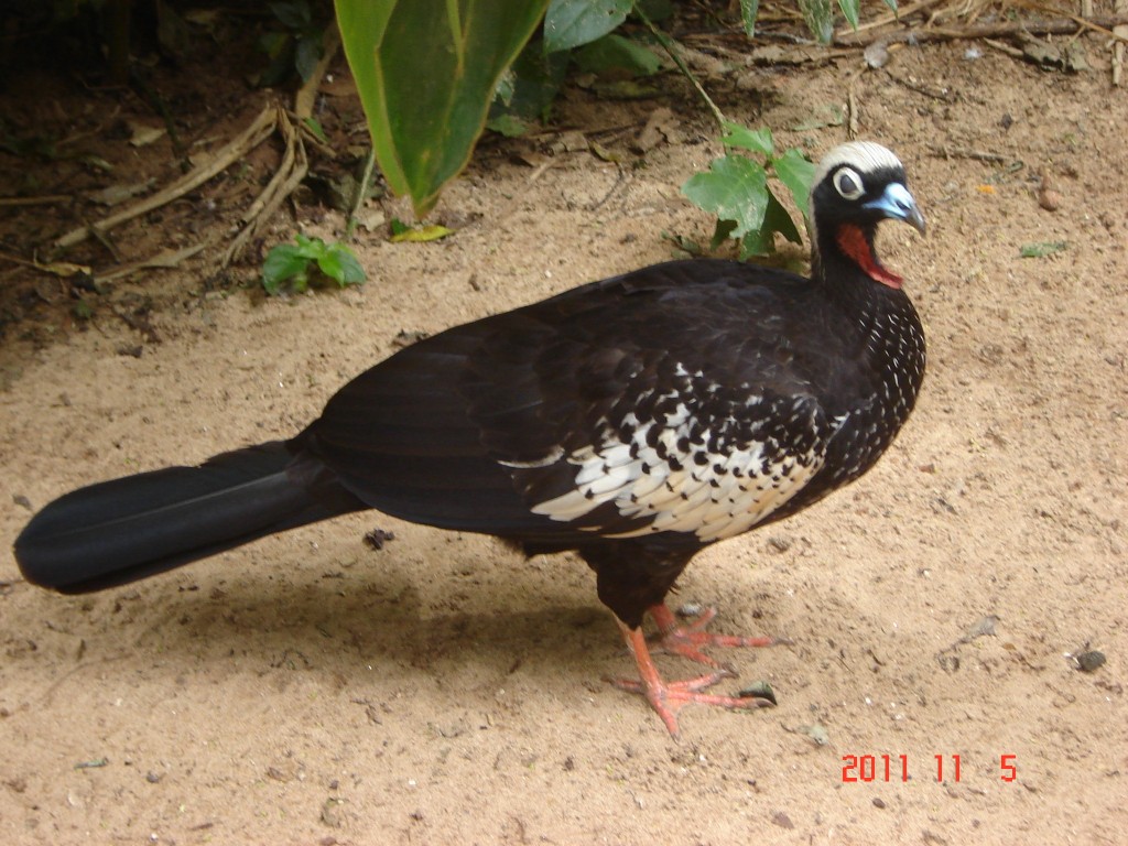 Foto: Parque das Aves. - Foz do Iguazú (Paraná), Brasil