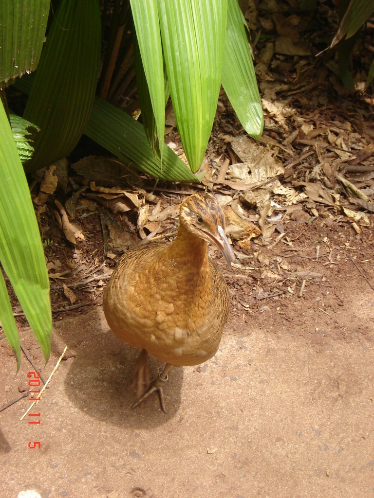 Foto: Parque das Aves. - Foz do Iguazú (Paraná), Brasil