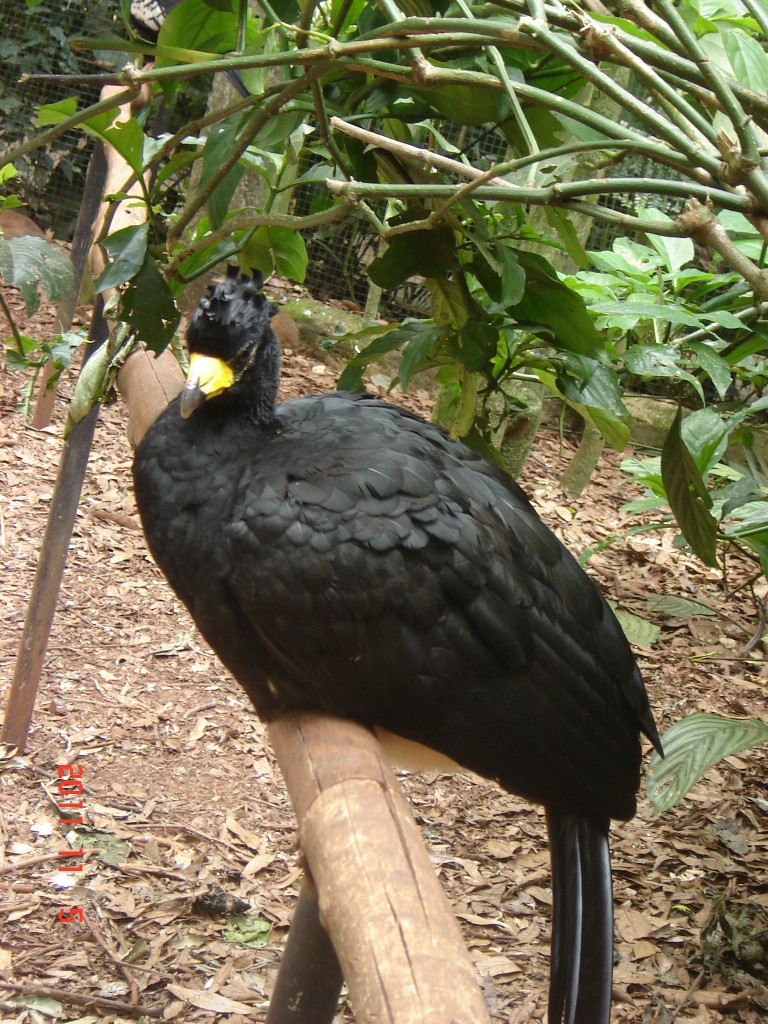 Foto: Parque das Aves. - Foz do Iguazú (Paraná), Brasil