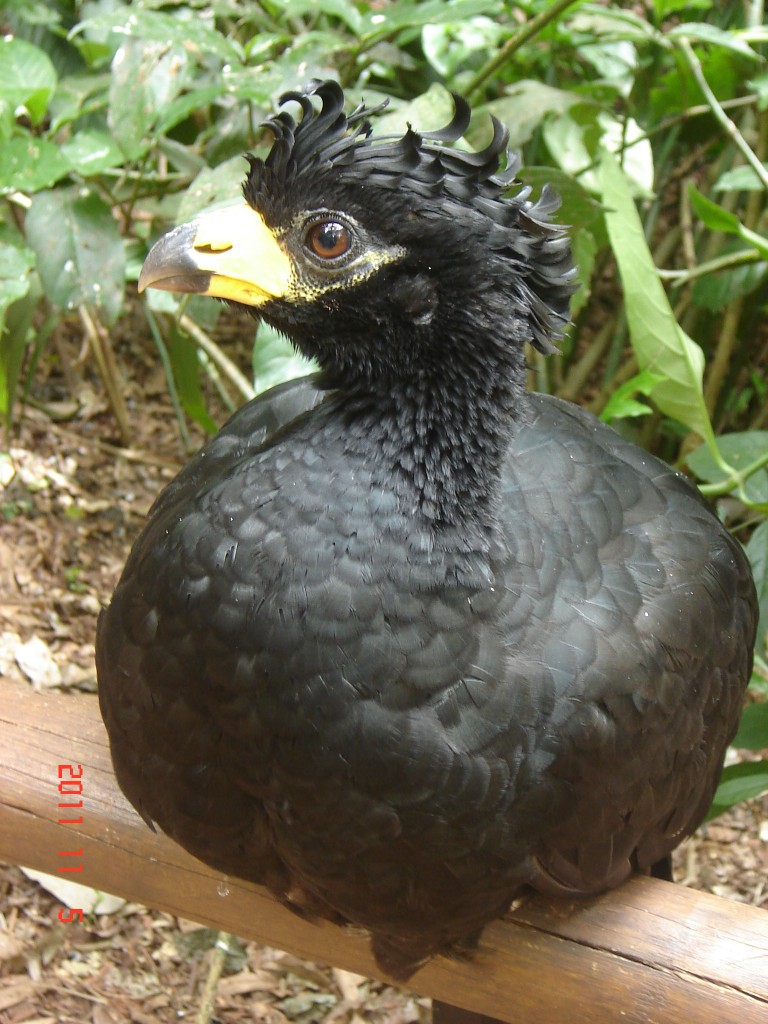 Foto: Parque das Aves. - Foz do Iguazú (Paraná), Brasil