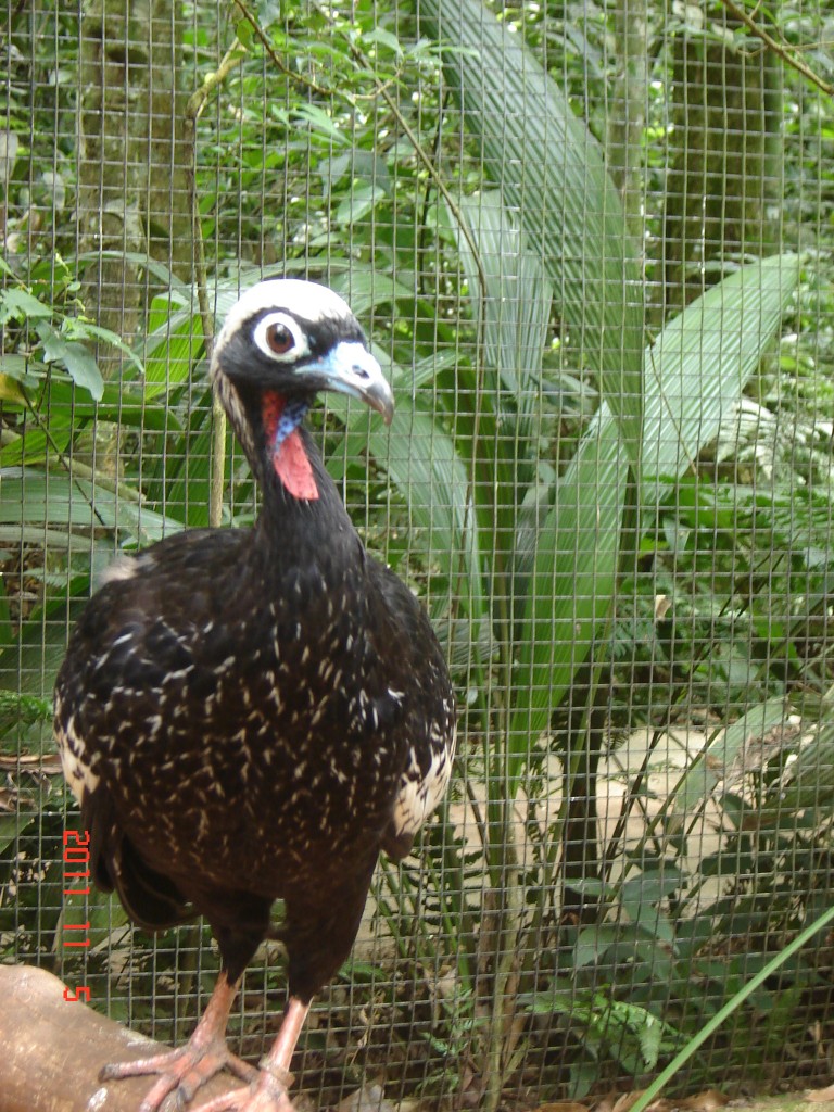 Foto: Parque das Aves. - Foz do Iguazú (Paraná), Brasil