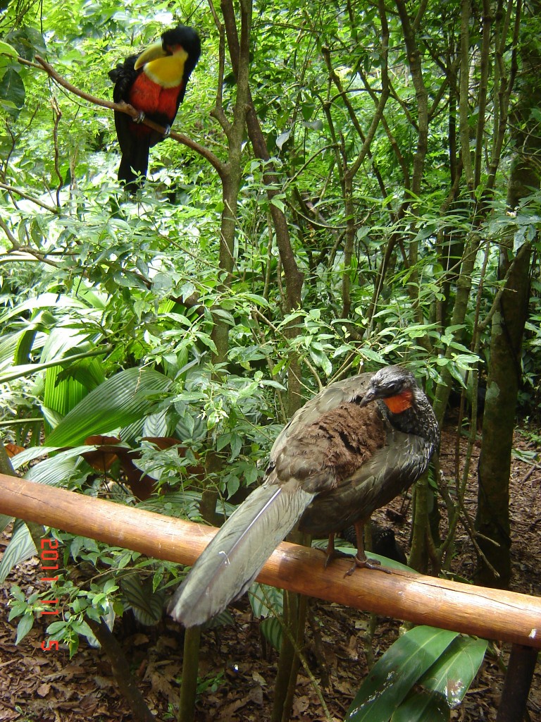 Foto: Parque das Aves. - Foz do Iguazú (Paraná), Brasil