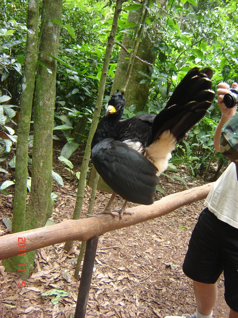 Foto: Parque das Aves. - Foz do Iguazú (Paraná), Brasil