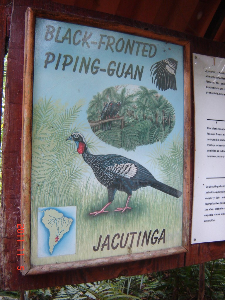 Foto: Parque das Aves. - Foz do Iguazú (Paraná), Brasil