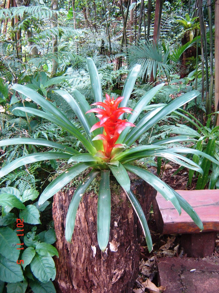 Foto: Parque das Aves. - Foz do Iguazú (Paraná), Brasil
