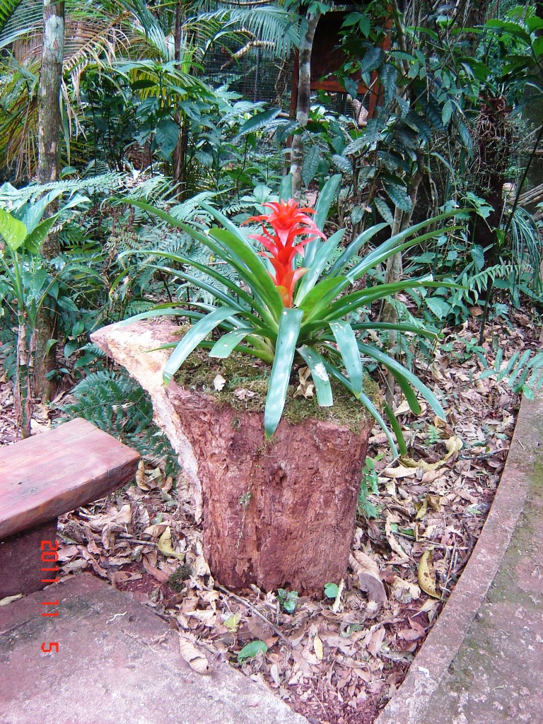 Foto: Parque das Aves. - Foz do Iguazú (Paraná), Brasil