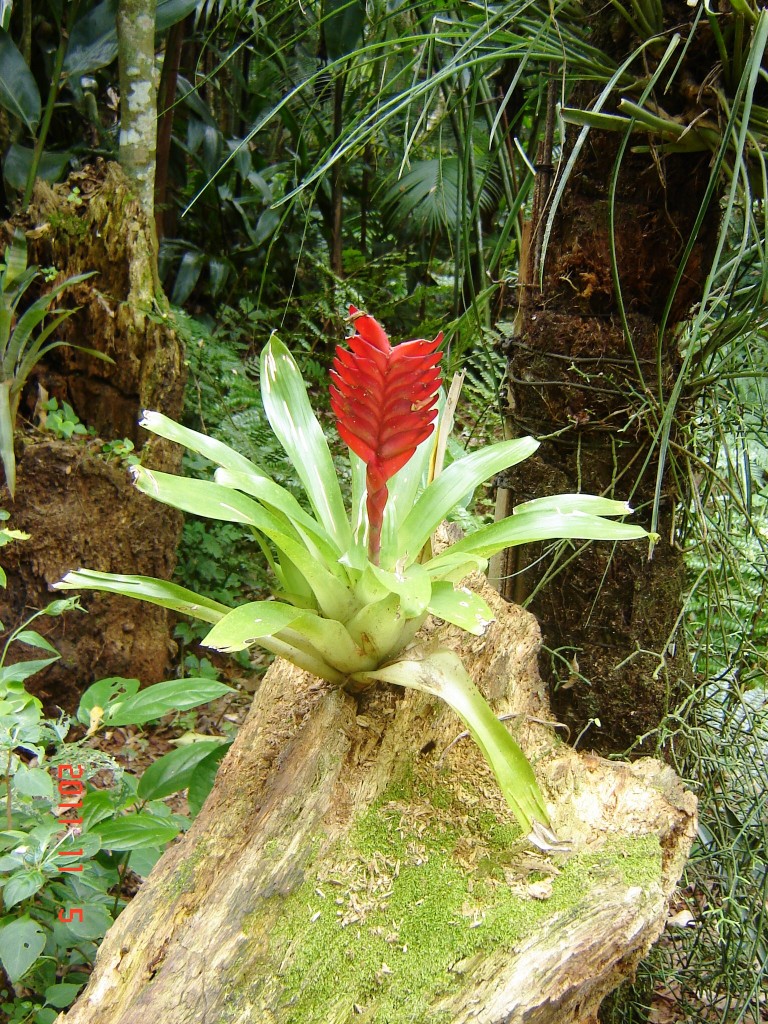 Foto: Parque das Aves. - Foz do Iguazú (Paraná), Brasil