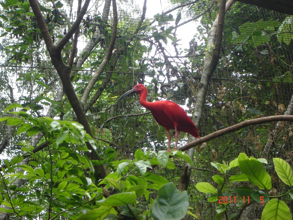 Foto: Parque das Aves. - Foz do Iguazú (Paraná), Brasil