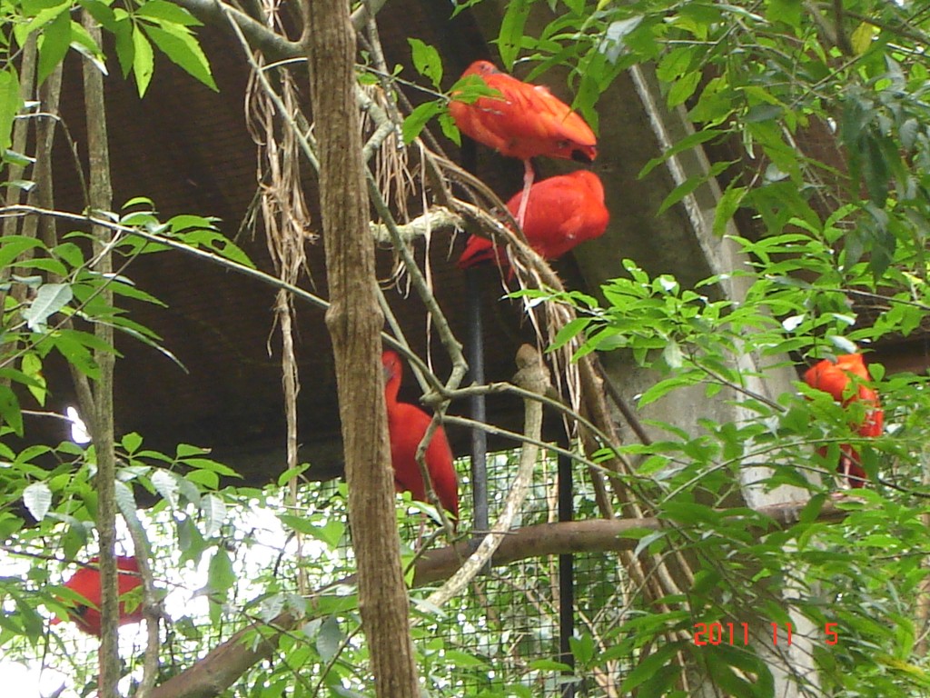 Foto: Parque das Aves. - Foz do Iguazú (Paraná), Brasil