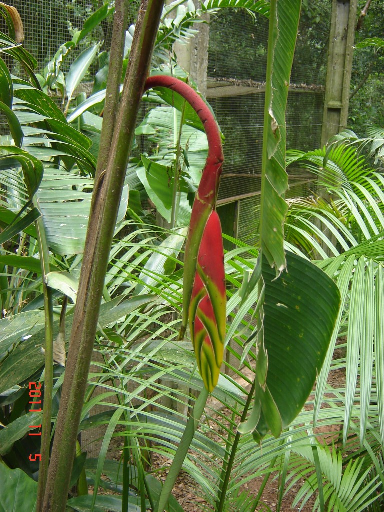 Foto: Parque das Aves. - Foz do Iguazú (Paraná), Brasil