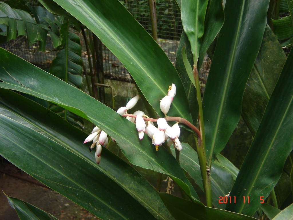 Foto: Parque das Aves. - Foz do Iguazú (Paraná), Brasil