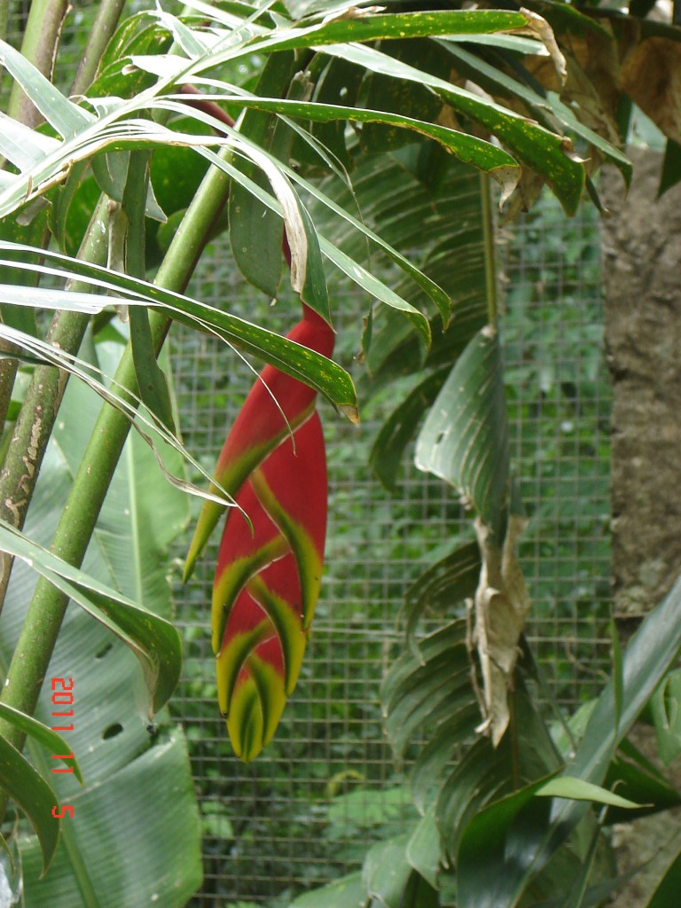 Foto: Parque das Aves. - Foz do Iguazú (Paraná), Brasil