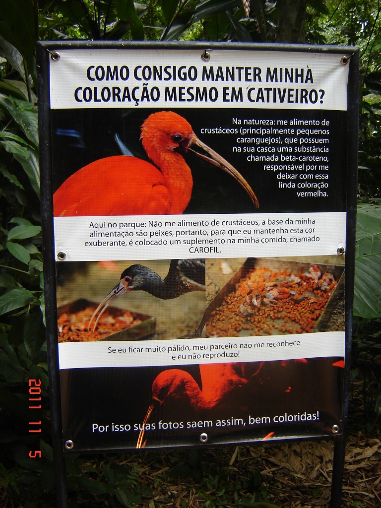 Foto: Parque das Aves. - Foz do Iguazú (Paraná), Brasil