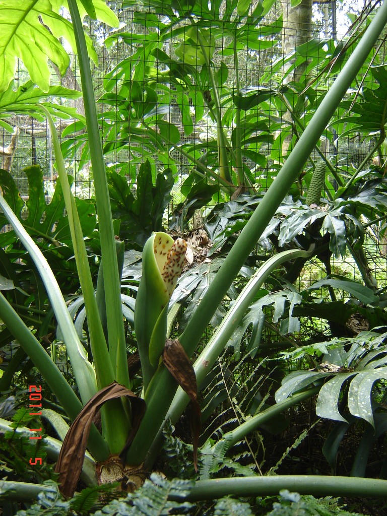Foto: Parque das Aves. - Foz do Iguazú (Paraná), Brasil