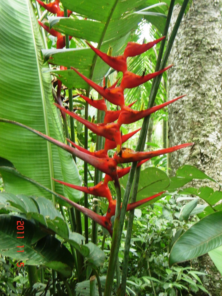 Foto: Parque das Aves. - Foz do Iguazú (Paraná), Brasil