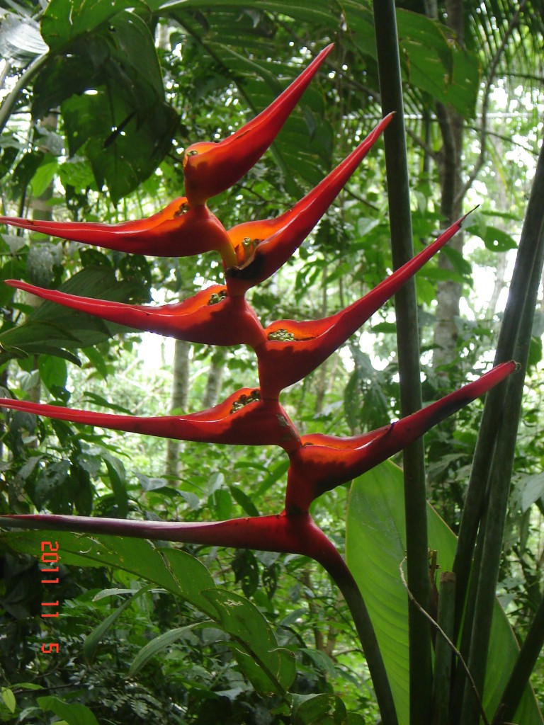 Foto: Parque das Aves. - Foz do Iguazú (Paraná), Brasil