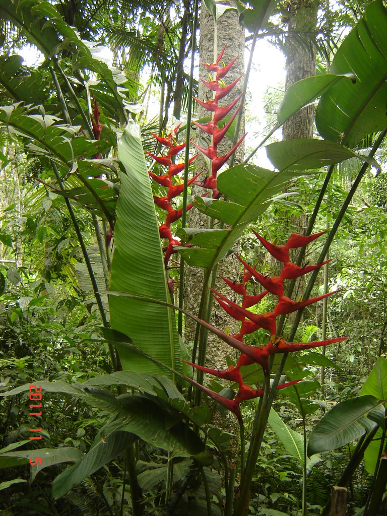 Foto: Parque das Aves. - Foz do Iguazú (Paraná), Brasil