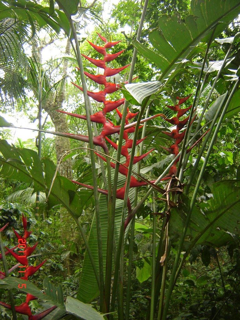 Foto: Parque das Aves. - Foz do Iguazú (Paraná), Brasil
