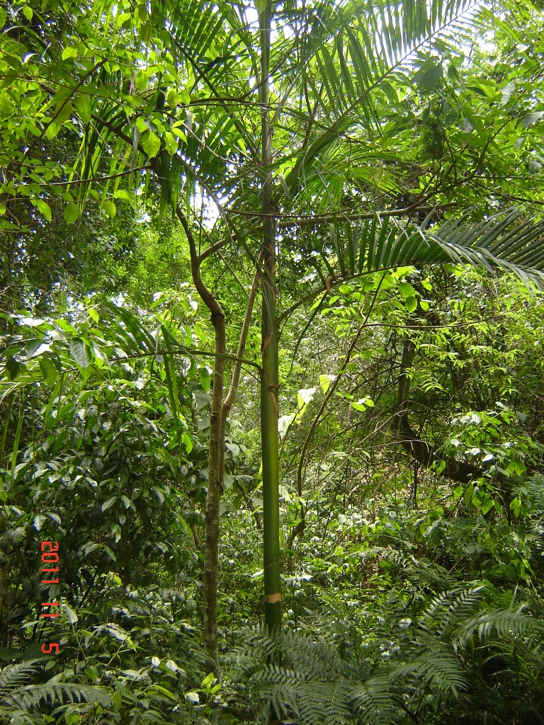 Foto: Parque das Aves. - Foz do Iguazú (Paraná), Brasil