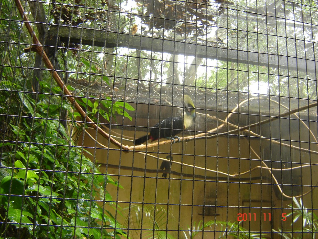 Foto: Parque das Aves. - Foz do Iguazú (Paraná), Brasil