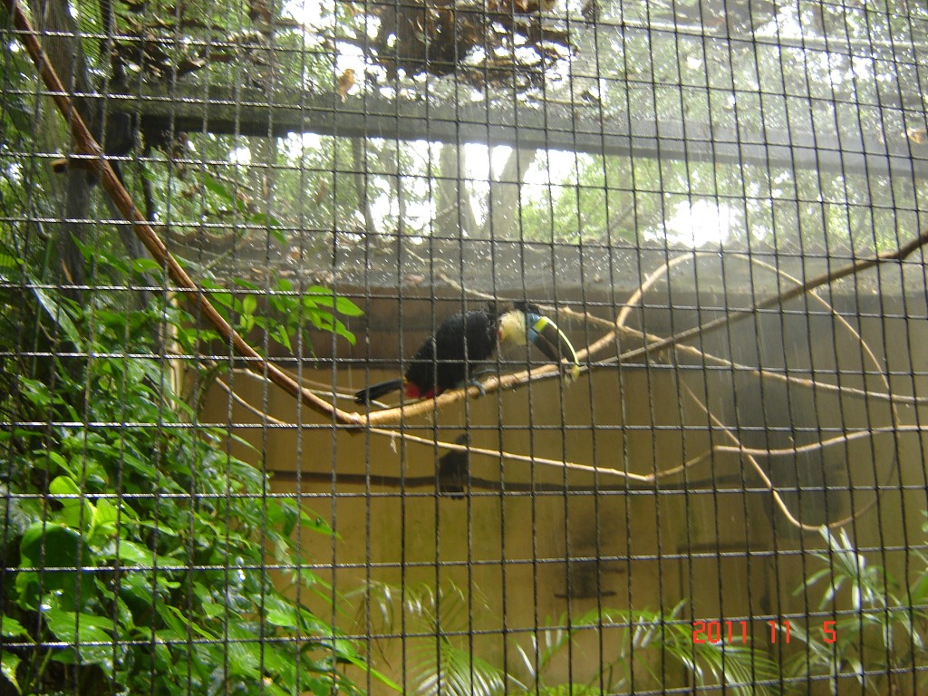 Foto: Parque das Aves. - Foz do Iguazú (Paraná), Brasil