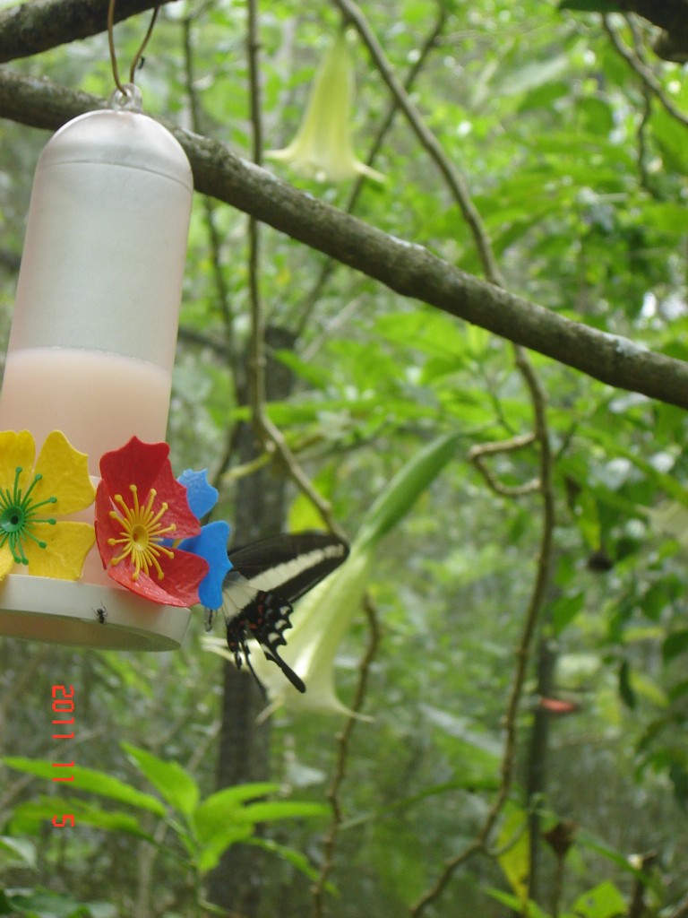 Foto: Parque das Aves. - Foz do Iguazú (Paraná), Brasil